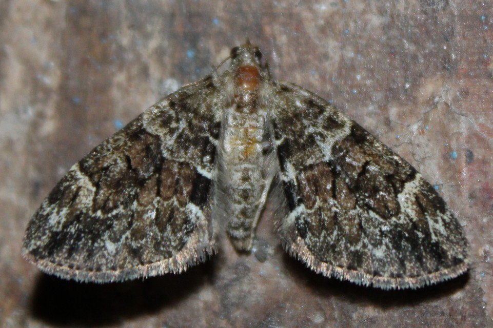 Thera variata - változékony fenyőaraszoló