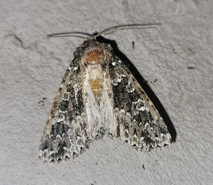 Polymixis polymita - kankalin-tarkabagoly