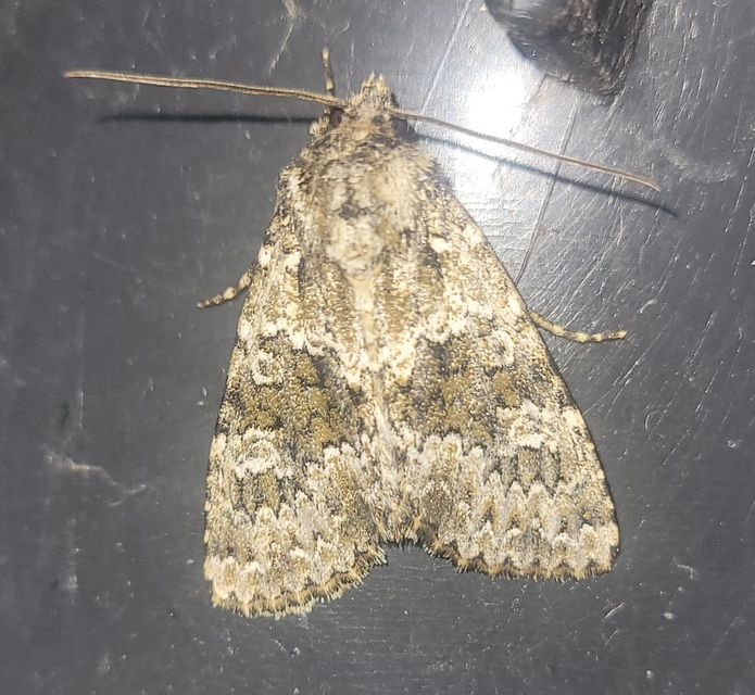 Polymixis polymita - kankalin-tarkabagoly