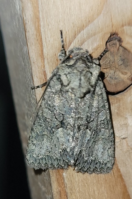 Dryobotodes monochroma - szürke tölgybagoly