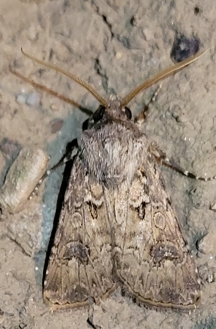 Agrotis bigramma - kétjegyű földibagoly