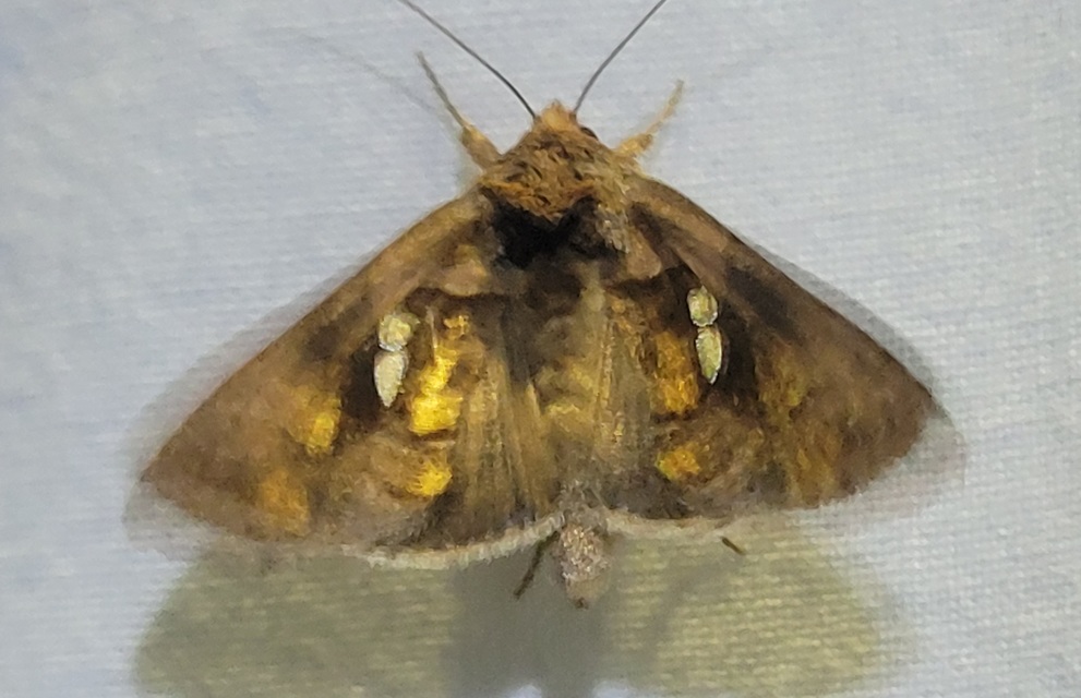Chrysodeixis chalcites - déli aranybagoly