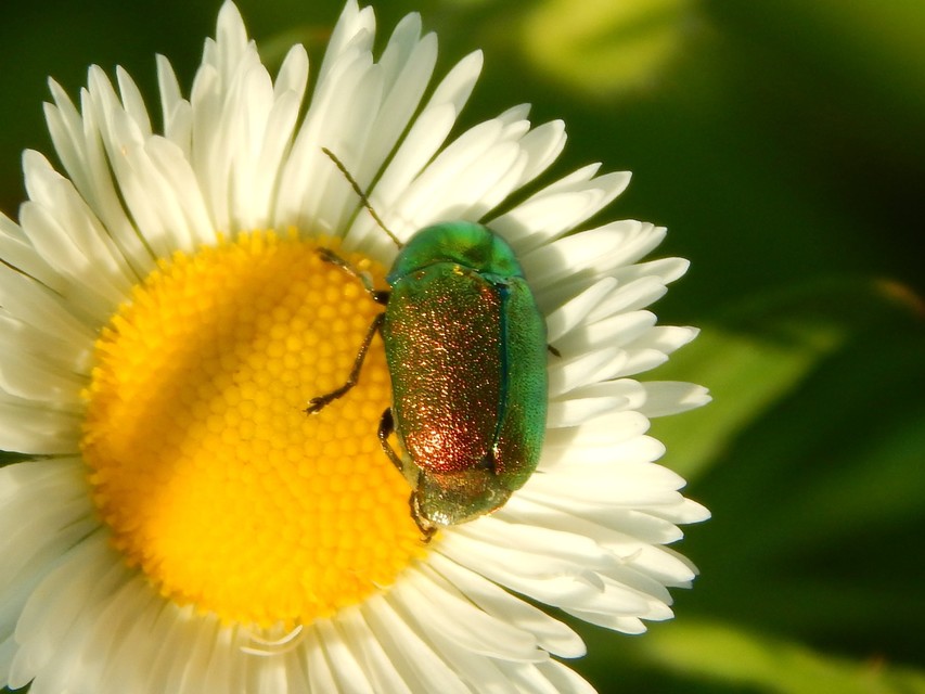 Cryptocephalus