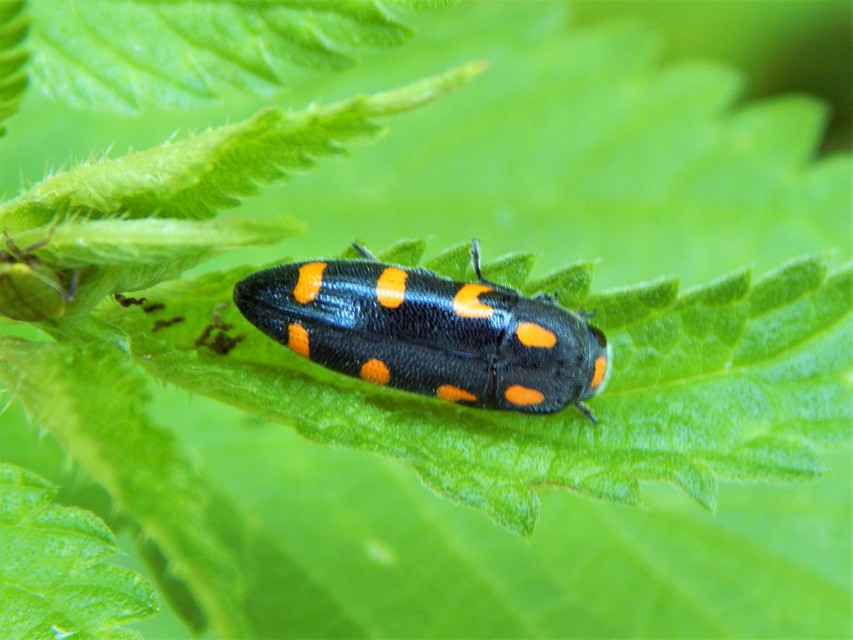 Ptosima undecimmaculata - sárgafoltos díszbogár