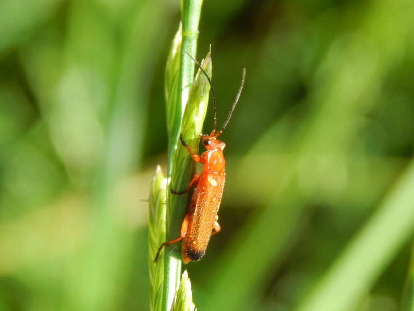 Rhagonycha fulva - feketevégű lágybogár