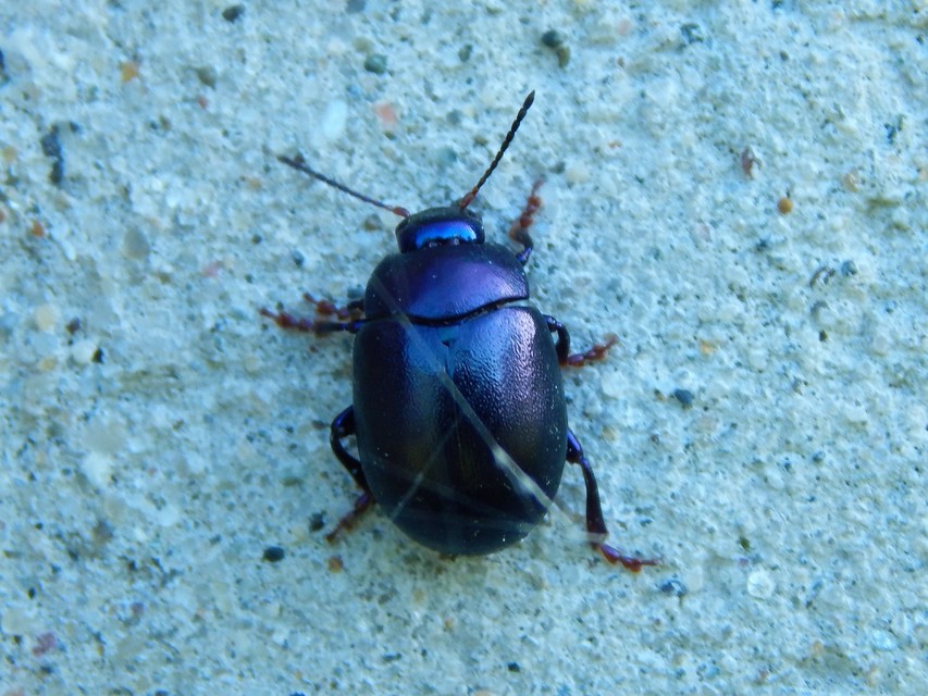 Chrysolina sturmi - vöröslábú levelész