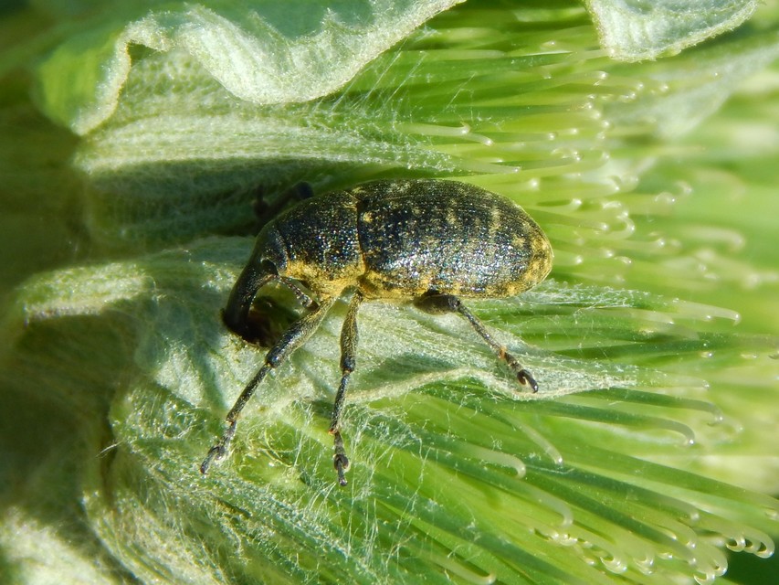 Larinus sturnus - aszat-púderbarkó