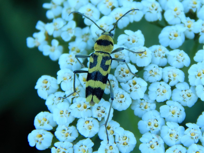 Chlorophorus varius - díszes darázscincér