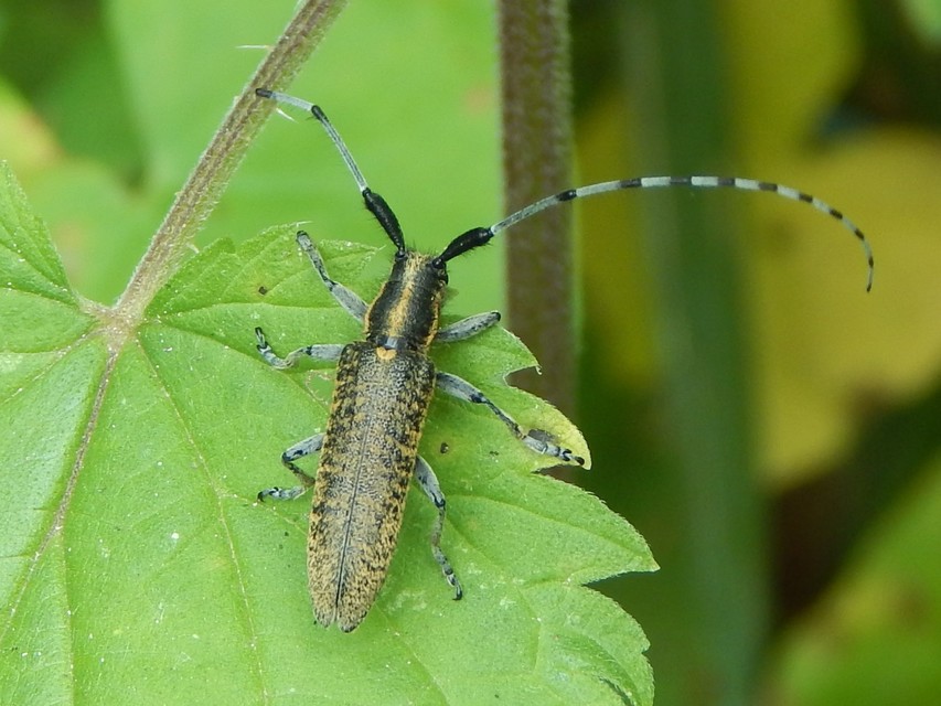 Agapanthia villosoviridescens - fehérgyűrűs bogáncscincér