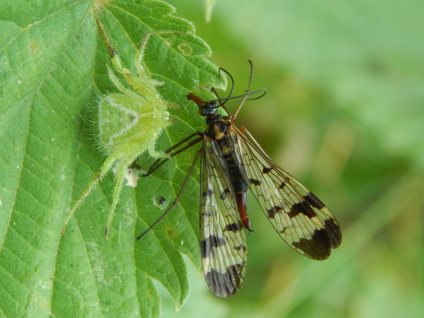 Heriaeus graminicola/hirtus