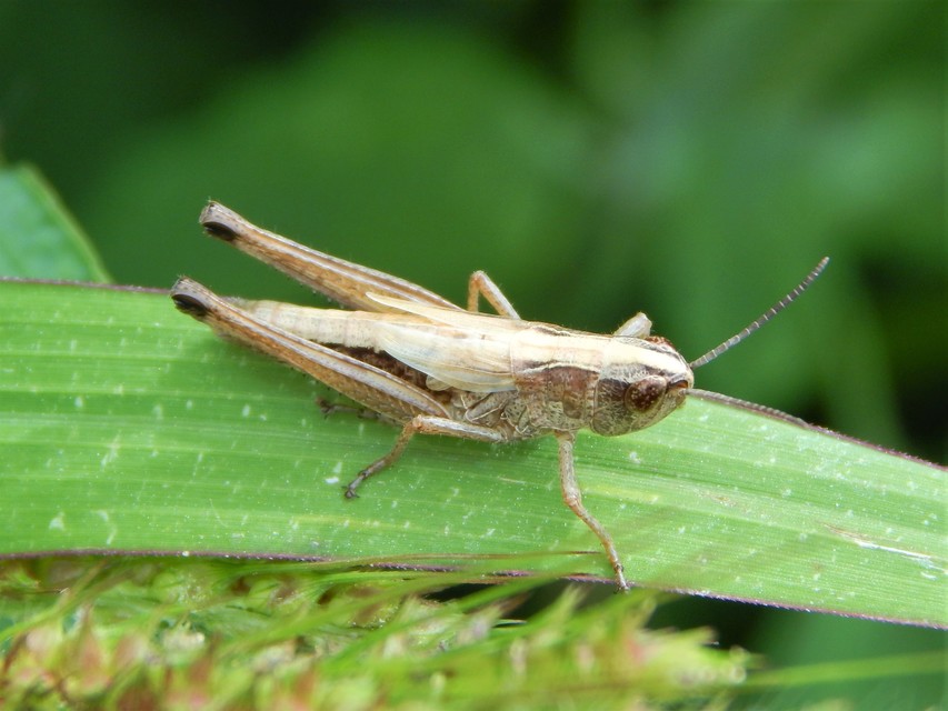 Pseudochorthippus parallelus - közönséges rétisáska