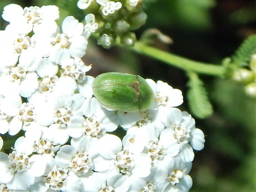 Cassida