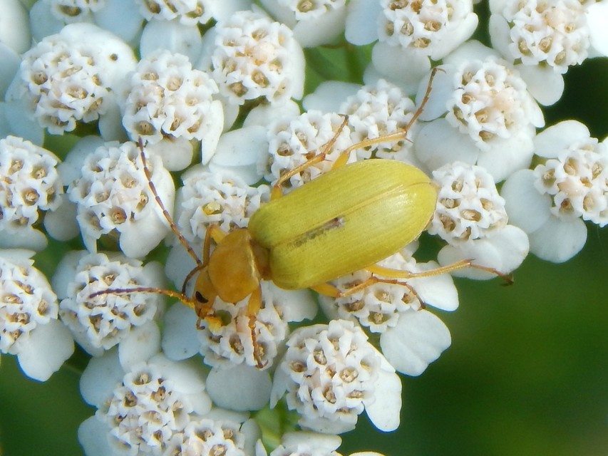Cteniopus sulphureus - közönséges kénbogár