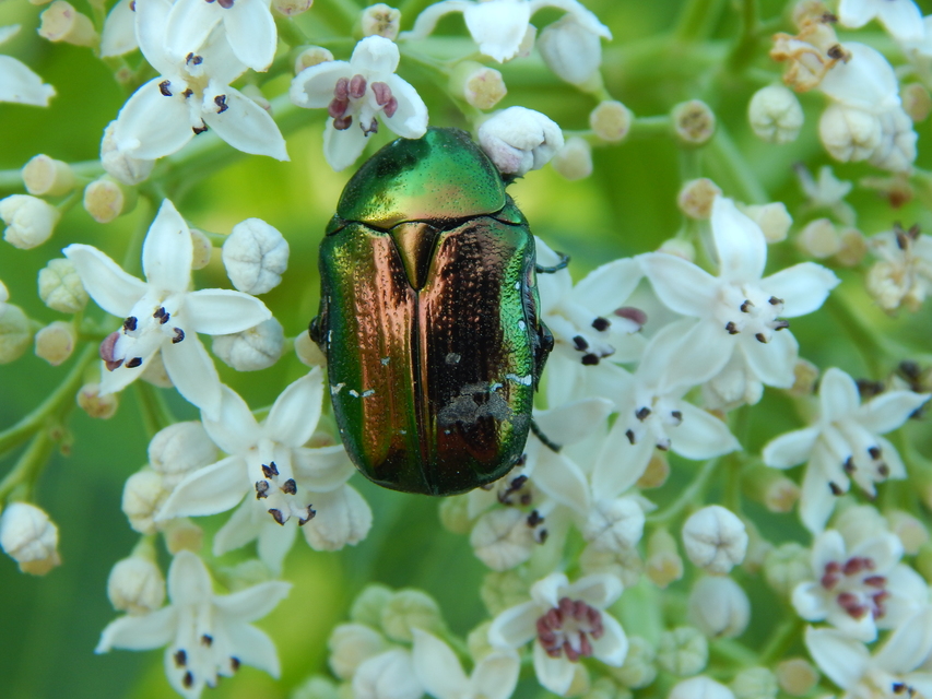 Cetonia aurata - aranyos virágbogár