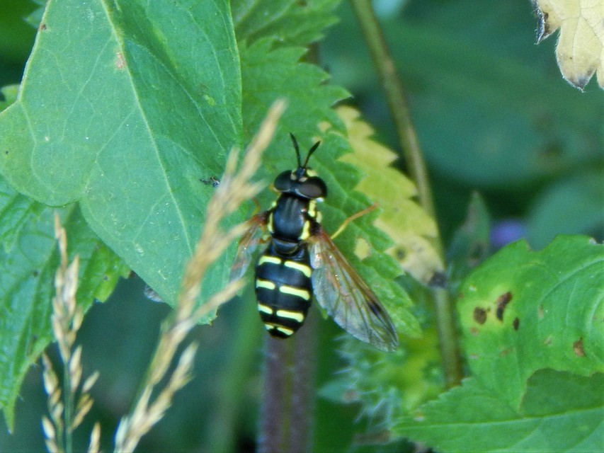 Chrysotoxum