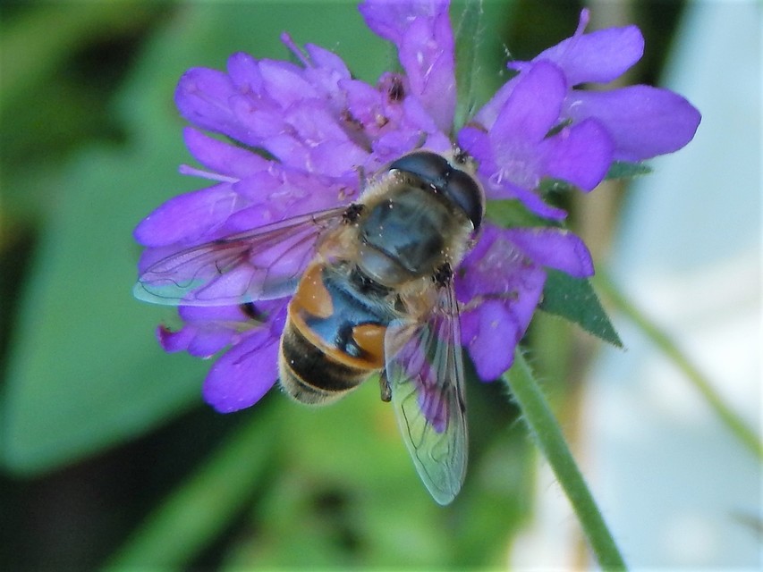 Eristalis