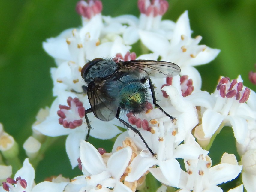 Diptera - Kétszárnyúak