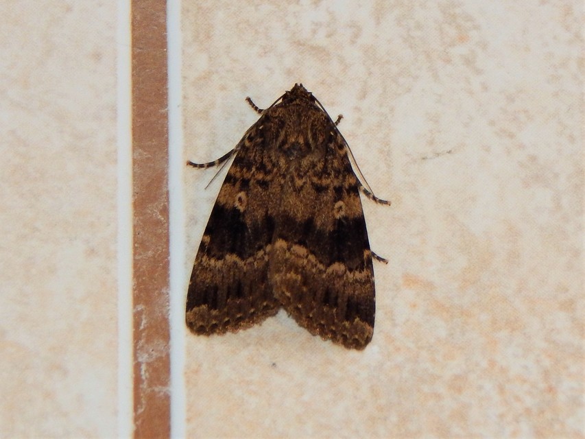 Amphipyra berbera/pyramidea