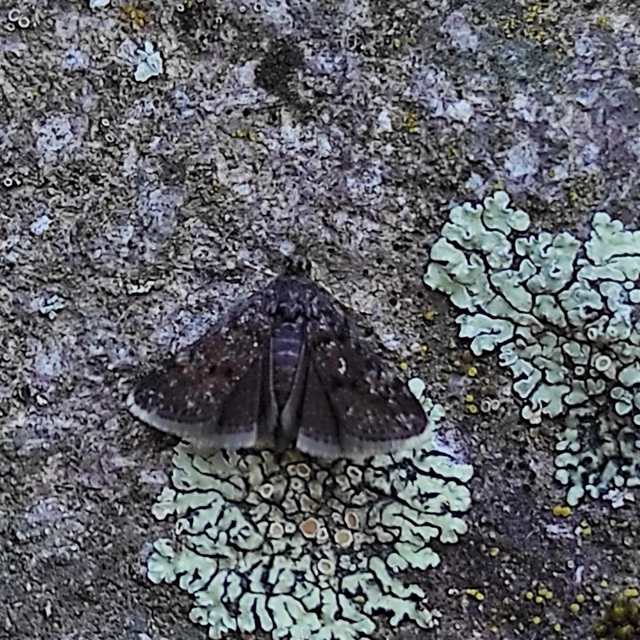Heliothela wulfeniana - fényes kormosmoly