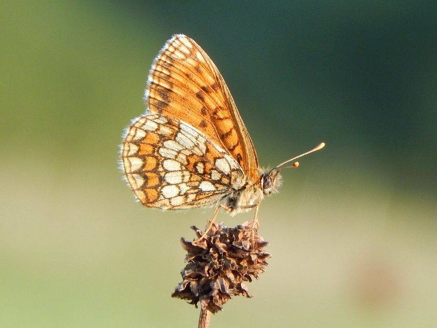Melitaea athalia - közönséges tarkalepke