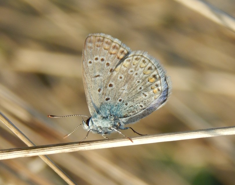 Polyommatus icarus - közönséges boglárka