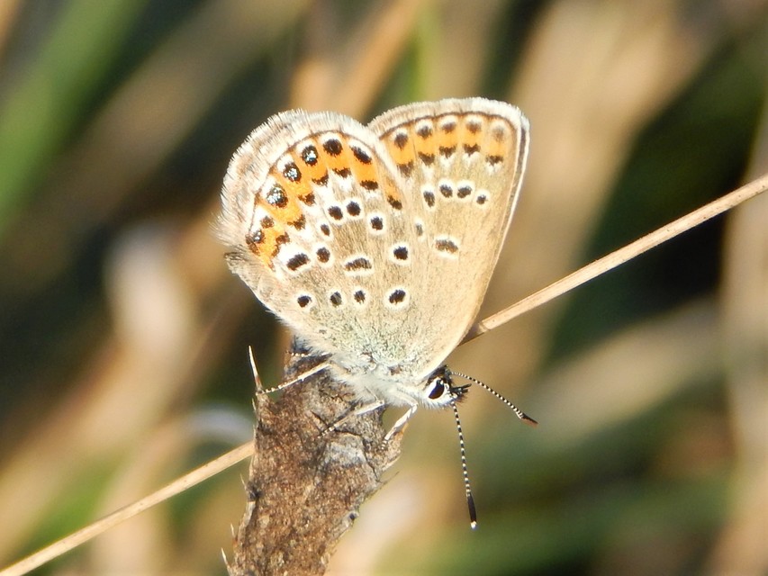 Plebejus argus - ezüstös boglárka