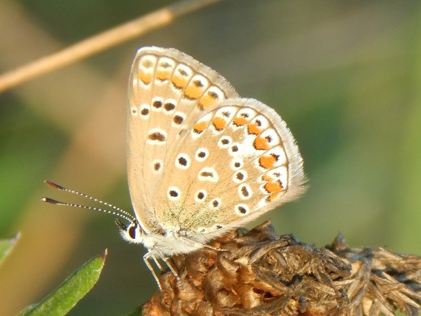 Polyommatus icarus - közönséges boglárka
