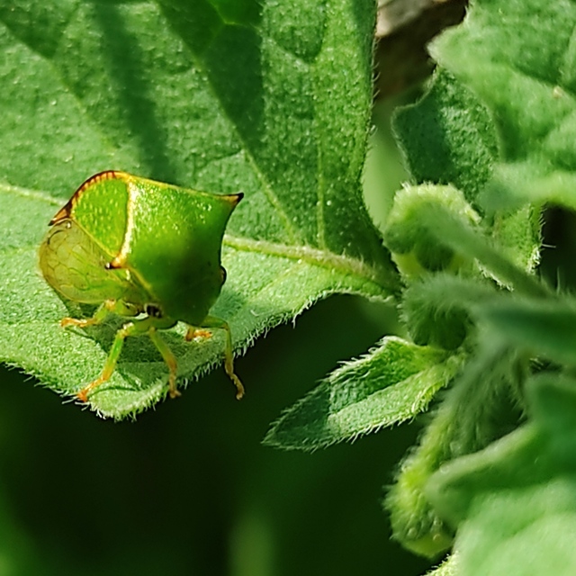 Stictocephala bisonia - bivalykabóca
