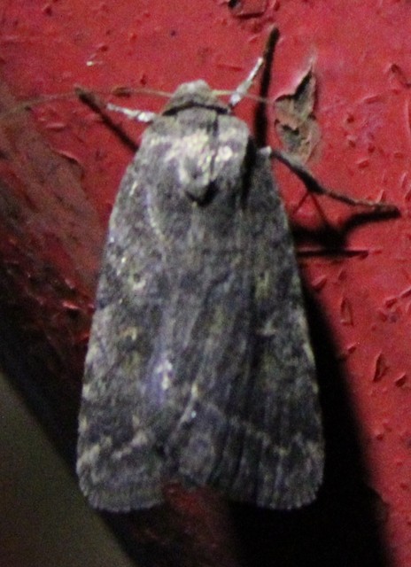 Athetis gluteosa - nyugtalan lápibagoly