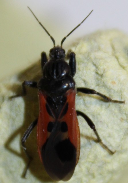 Peirates hybridus - foltos rablópoloska