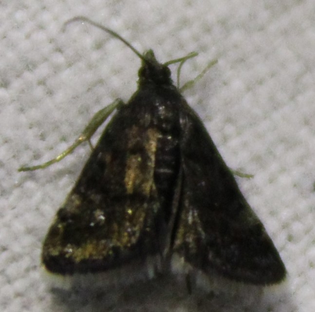 Heliothela wulfeniana - fényes kormosmoly