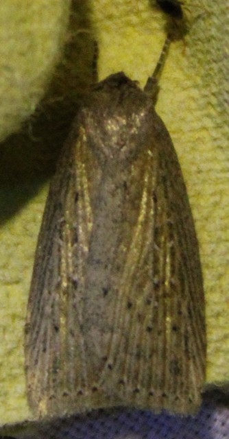 Chilodes maritima - négyfoltos nádibagoly