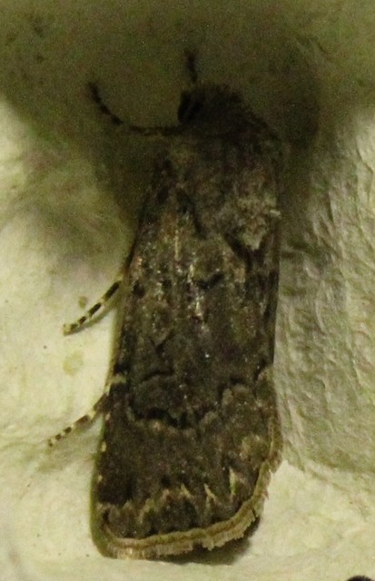 Agrotis bigramma - kétjegyű földibagoly