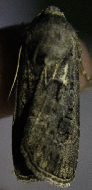 Agrotis bigramma - kétjegyű földibagoly