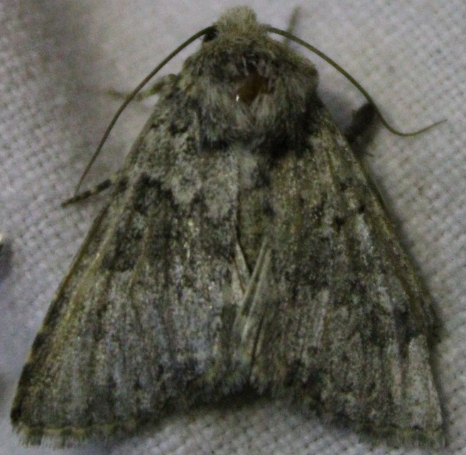 Hecatera dysodea - parajbagoly