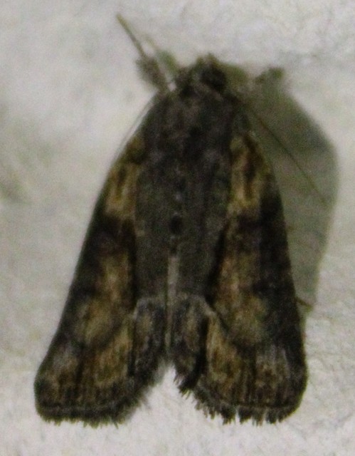 Bryophila raptricula/felina