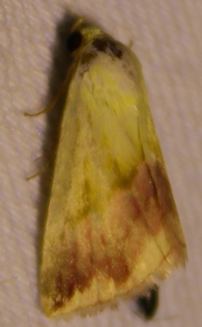 Eublemma purpurina - bíboros törpebagoly