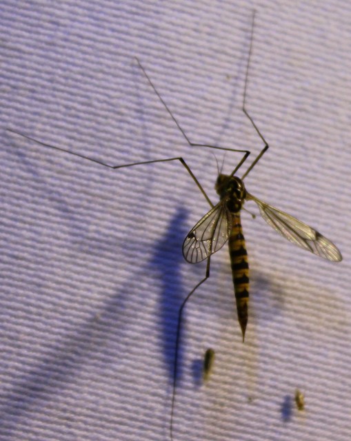 Nephrotoma