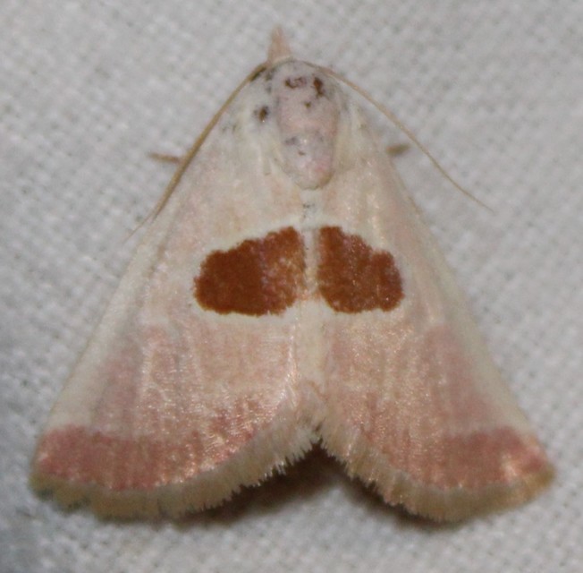 Calymma communimacula - pajzstetűfaló bagoly