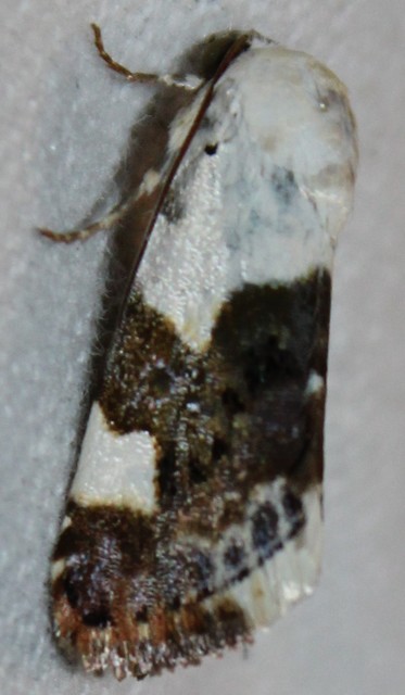 Acontia lucida - fehér nappalibagoly