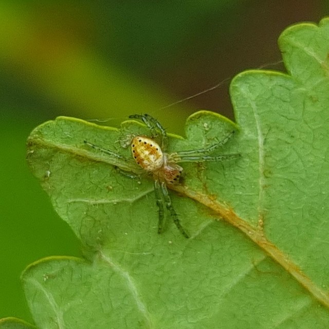 Araniella