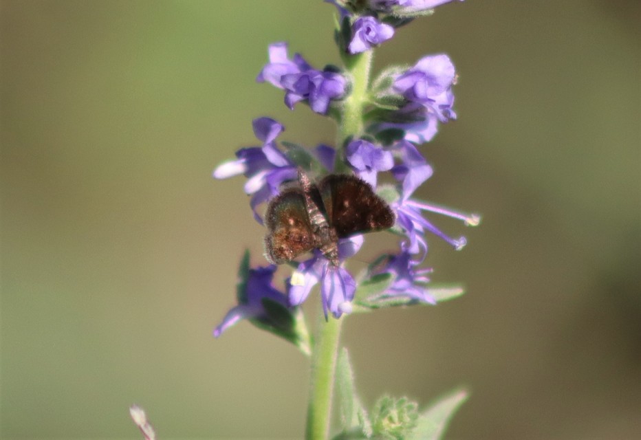 Heliothela wulfeniana - fényes kormosmoly