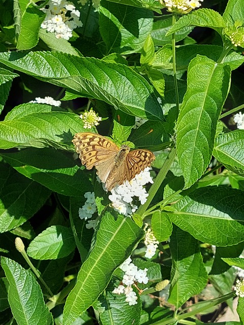Argynnis pandora - zöldes gyöngyházlepke