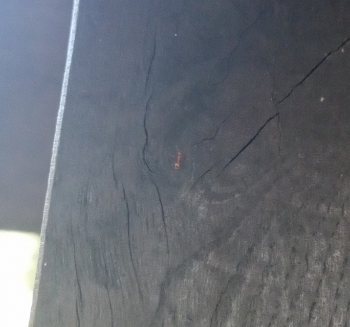 Temnothorax turcicus - sárga kéreghangya