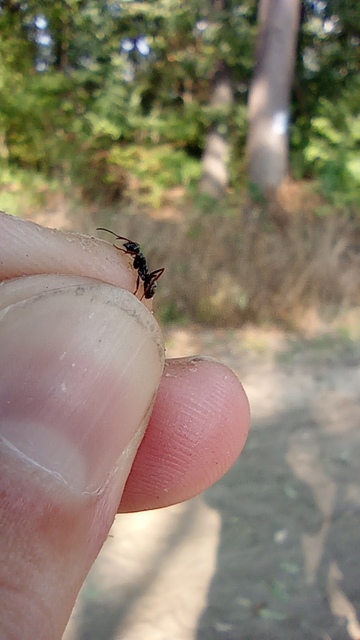 Formica fusca - kormos rabszolgahangya