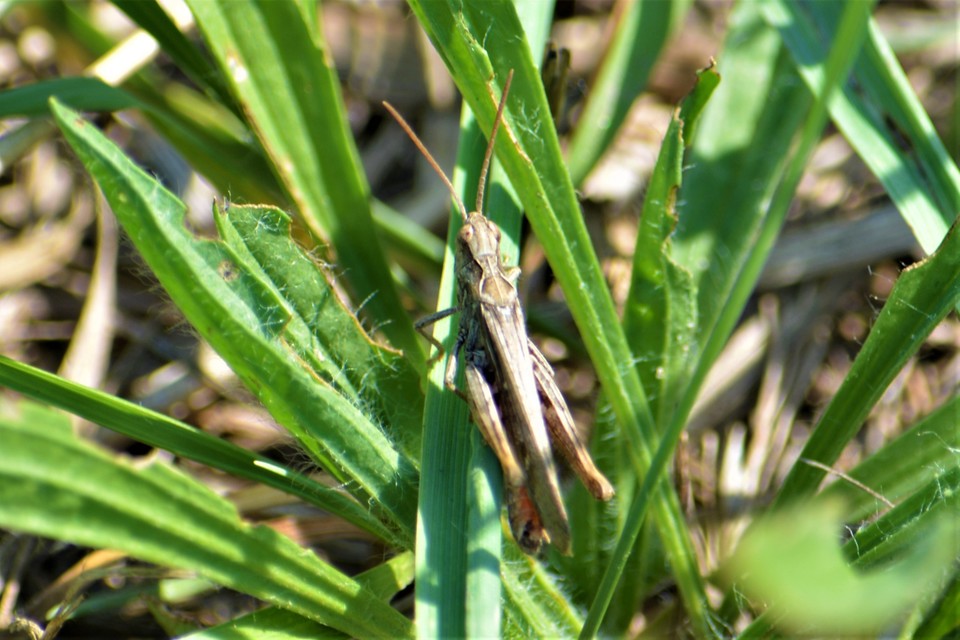 Chorthippus brunneus - közönséges tarlósáska