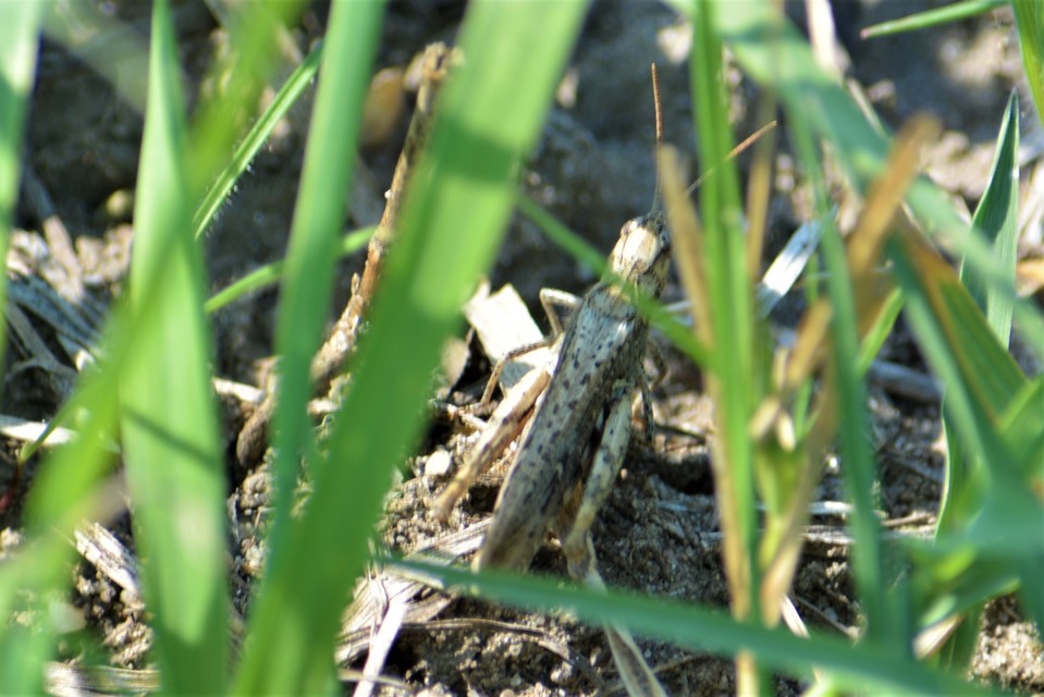 Chorthippus (Glyptobothrus) (subgenus)