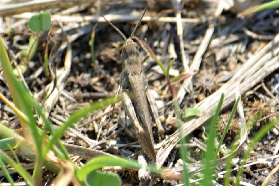Chorthippus (Glyptobothrus) (subgenus)