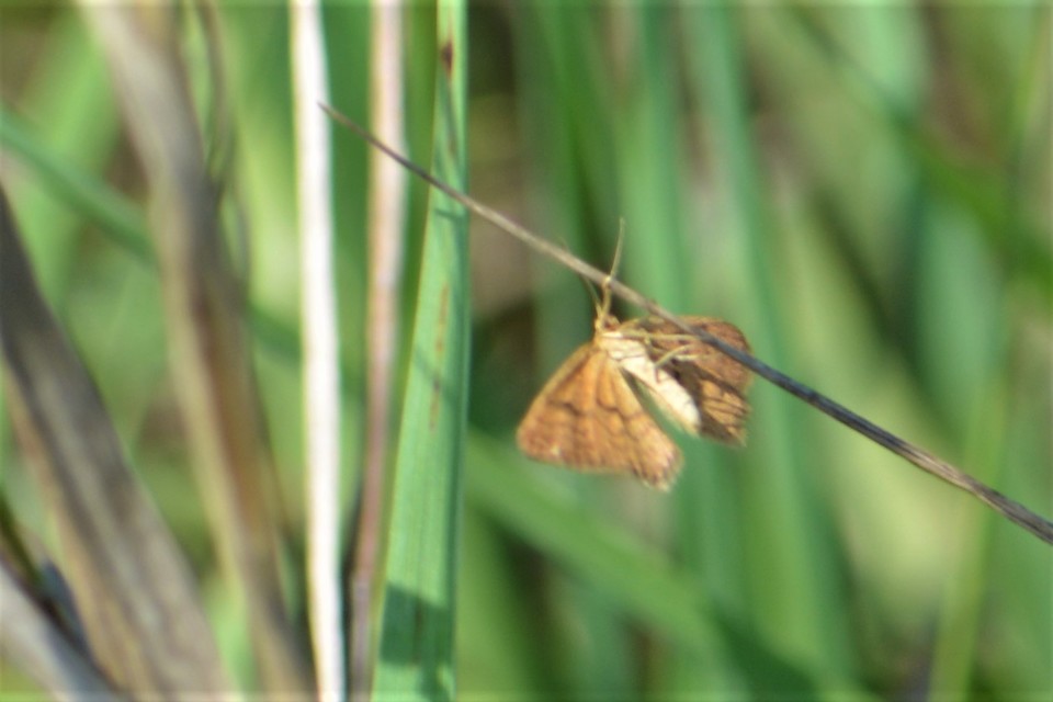 Idaea serpentata - kis sávosaraszoló