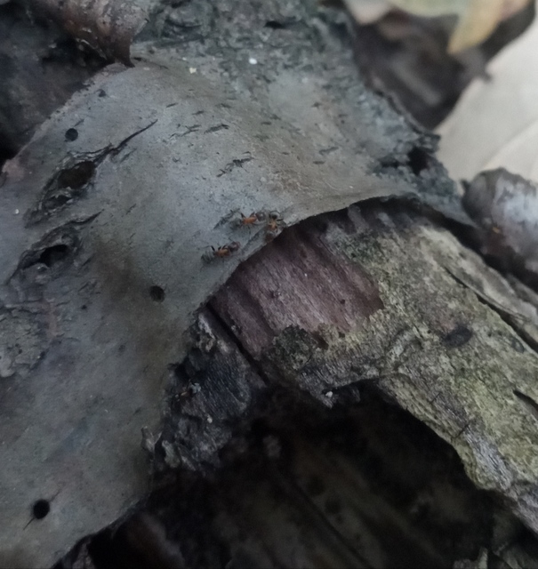 Liometopum microcephalum - tölgyfahangya